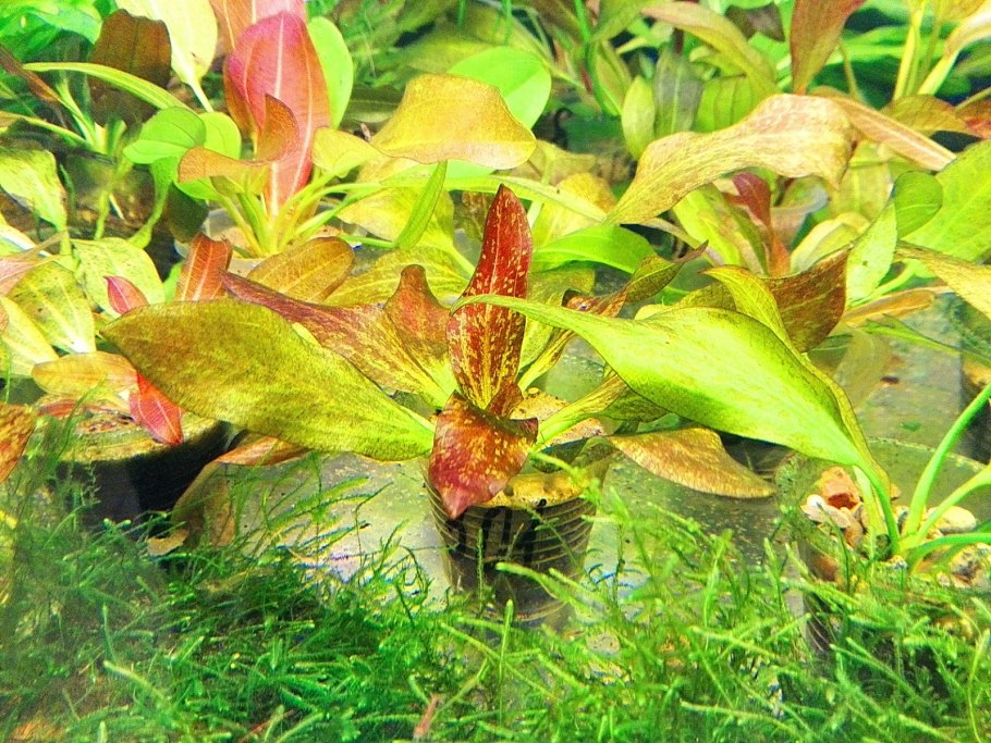 Барклайя длиннолистная Barclaya longifolia