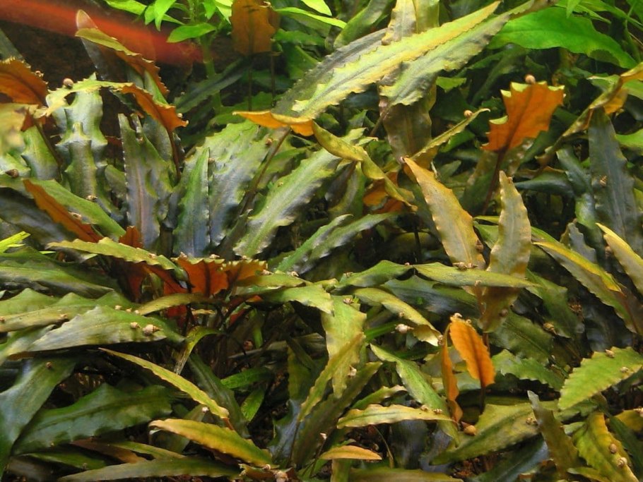 Эхинодорус уругвайский