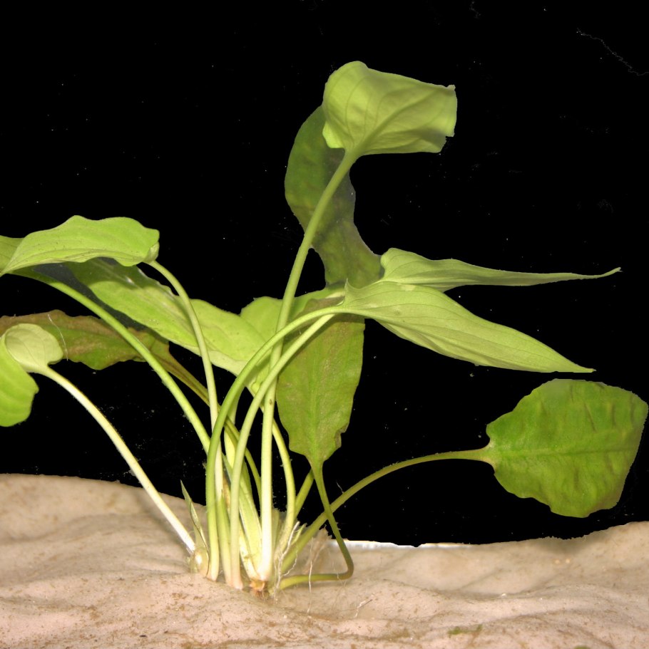 Апоногетон Боивина