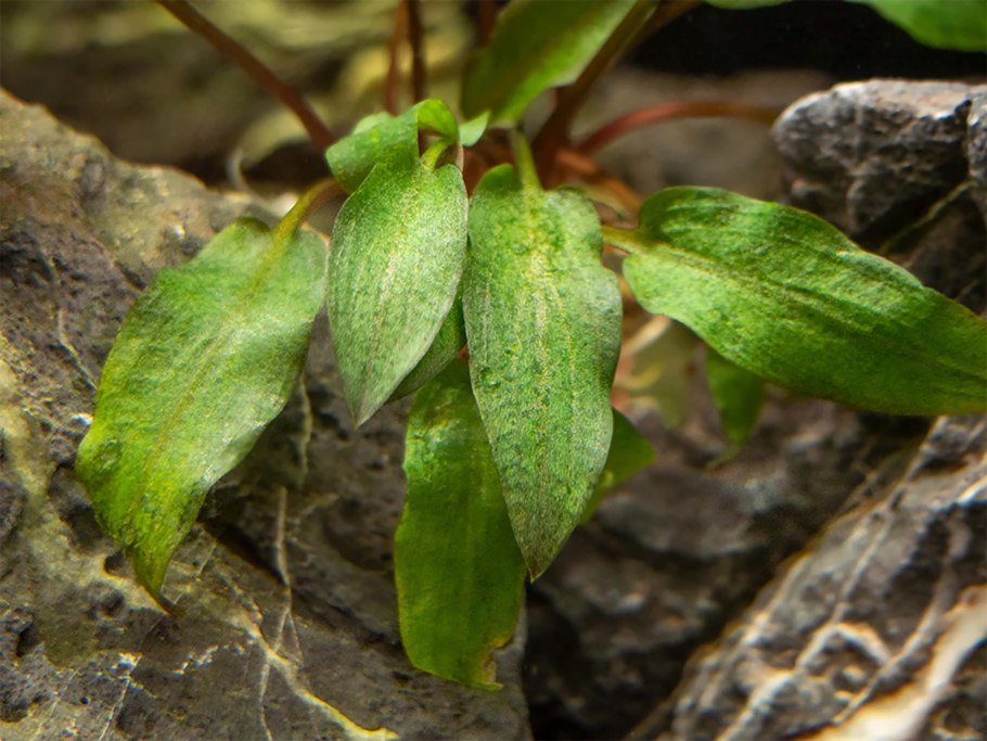 Криптокорина lingua