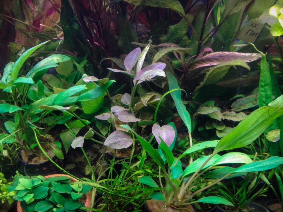 Апоногетон аквариумное растение