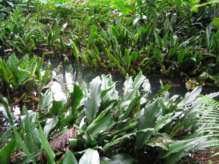 Криптокорина реснитчатая