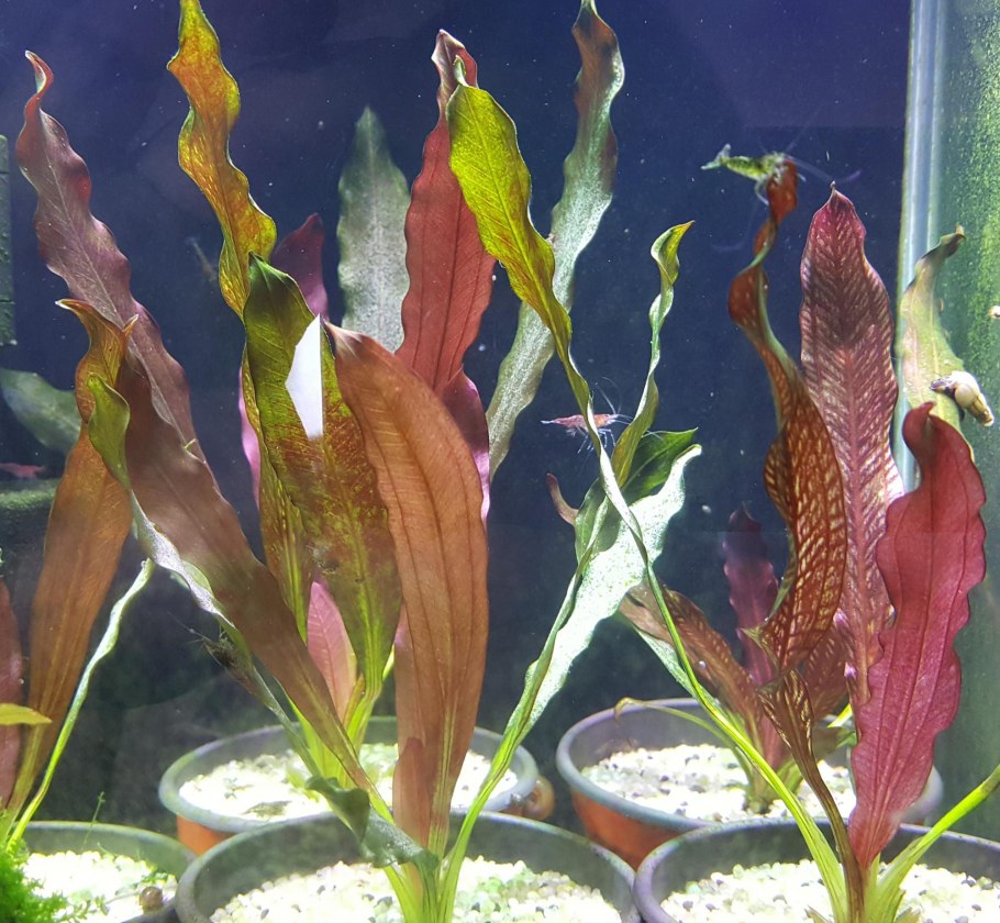 Cryptocoryne walkeri