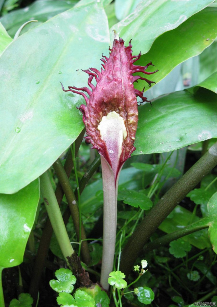 Криптокорина реснитчатая