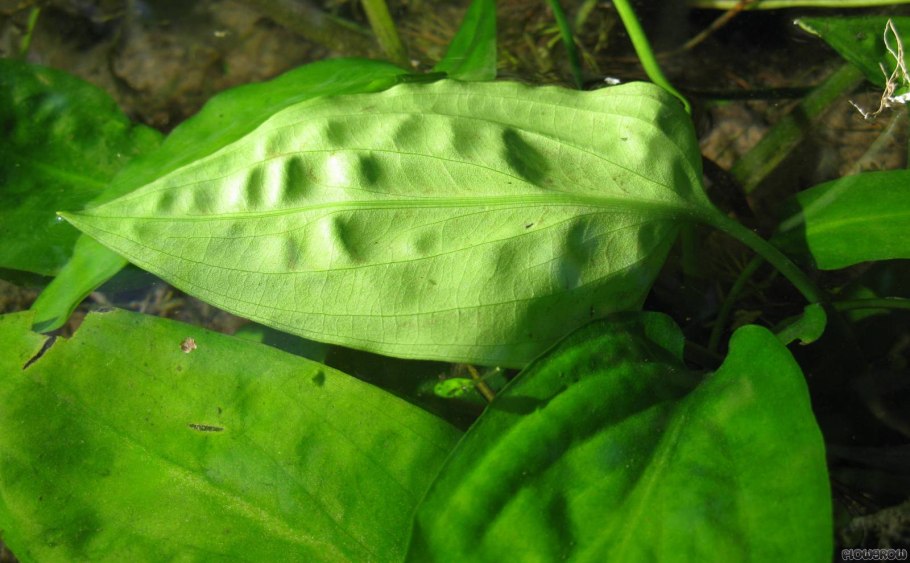 Сryрtосоrynе hudоrоi