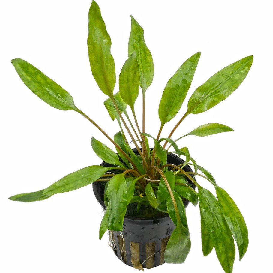 Эхинодорус красный дьявол