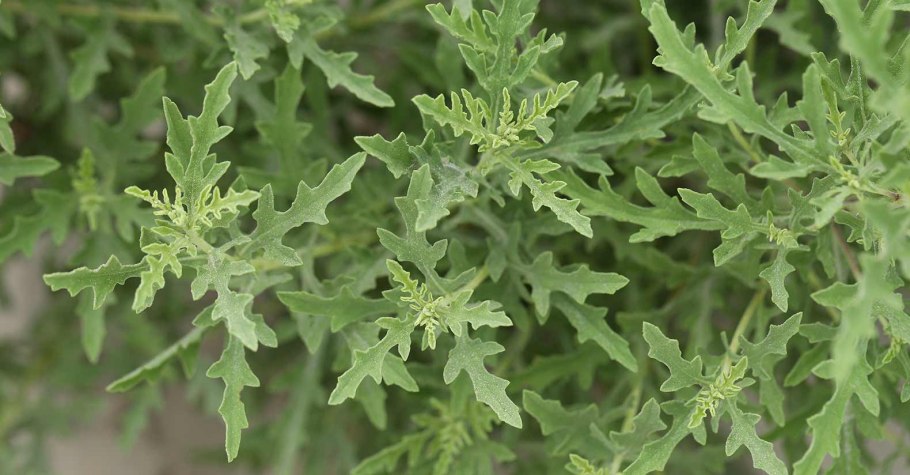 Растения похожие на амброзию полыннолистную