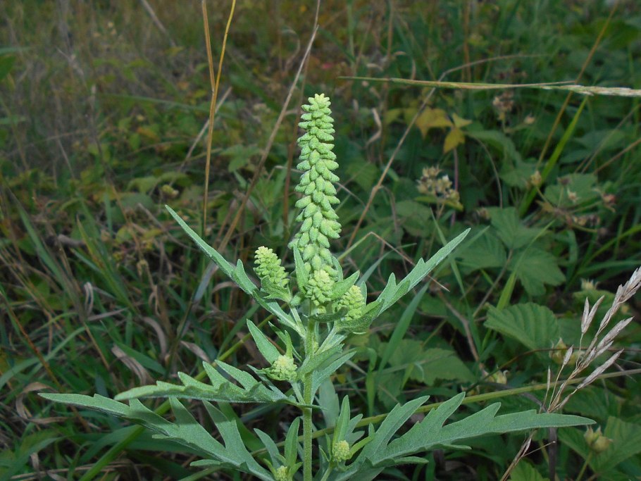 Амброзия полыннолистна