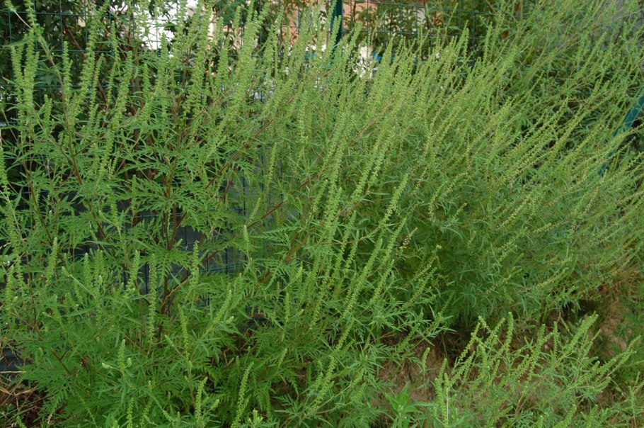 Амброзия метельчатая