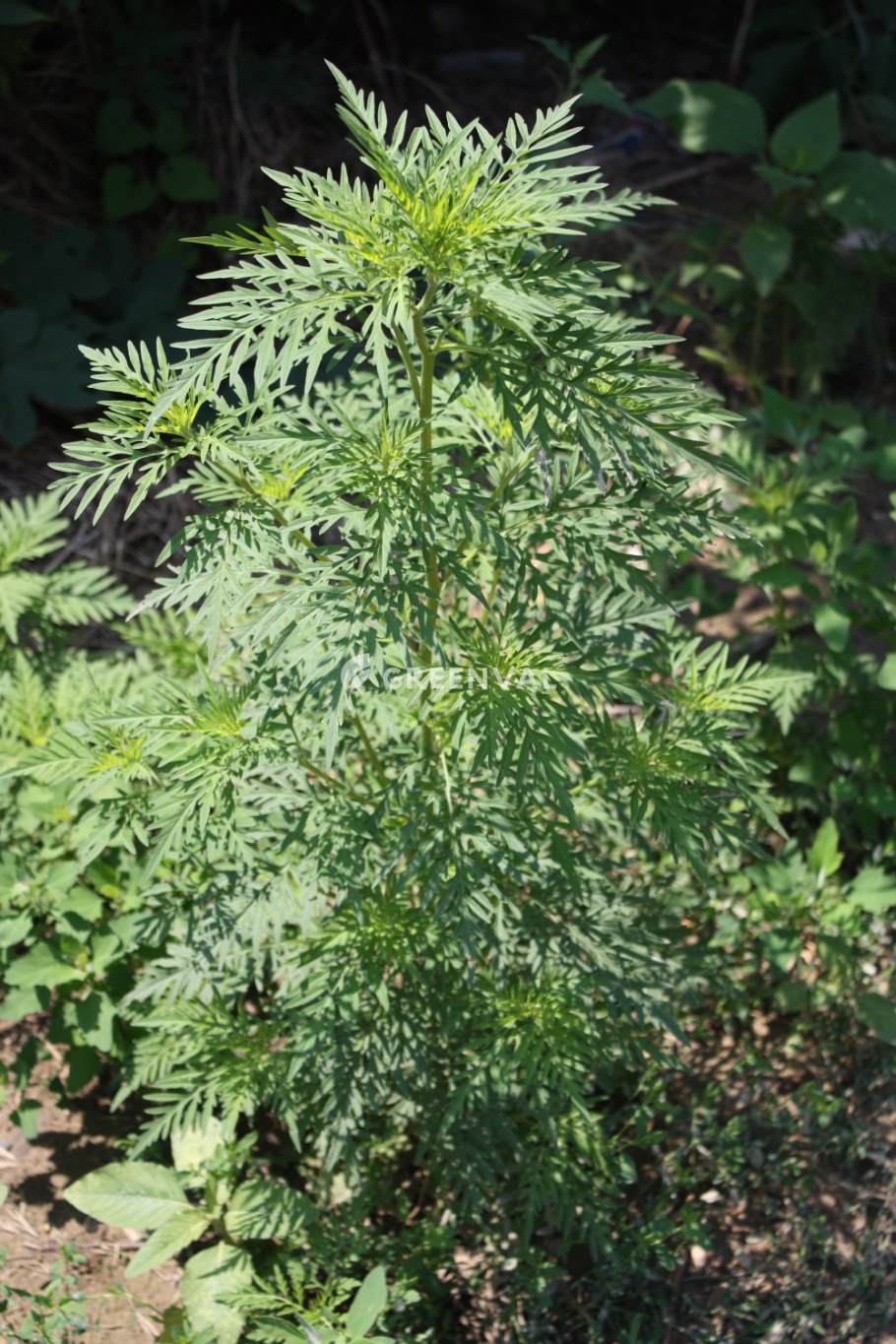 Золотарник канадский (Solidago canadensis)
