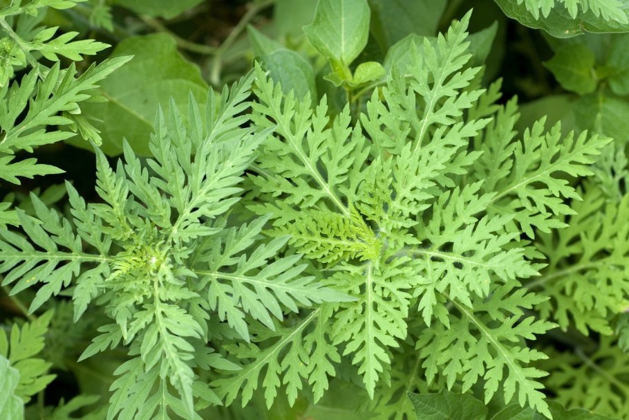 Амброзия голометельчатая