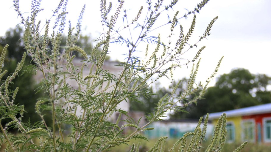 Амброзия растение