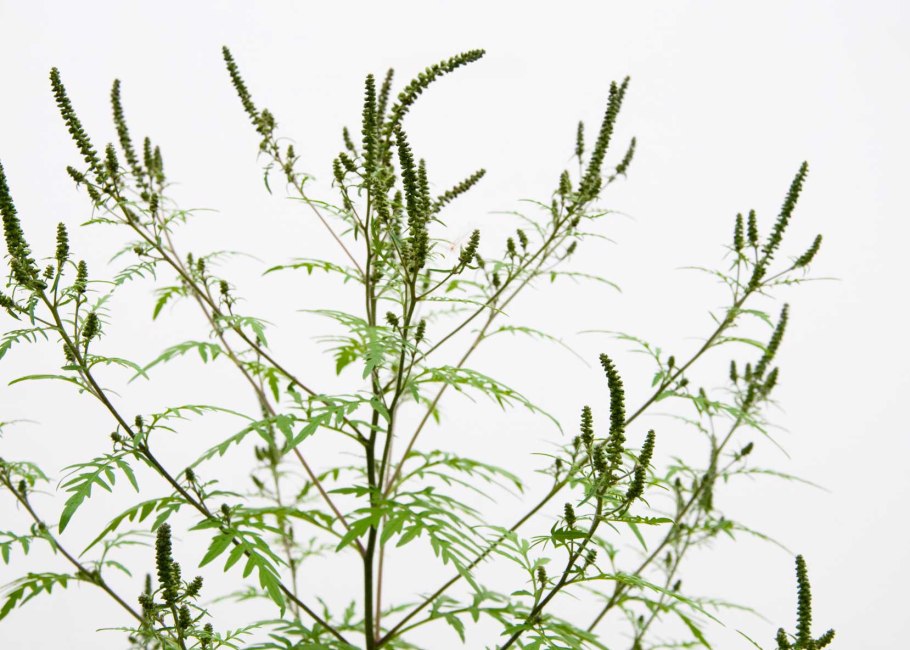 Амброзия голометельчатая