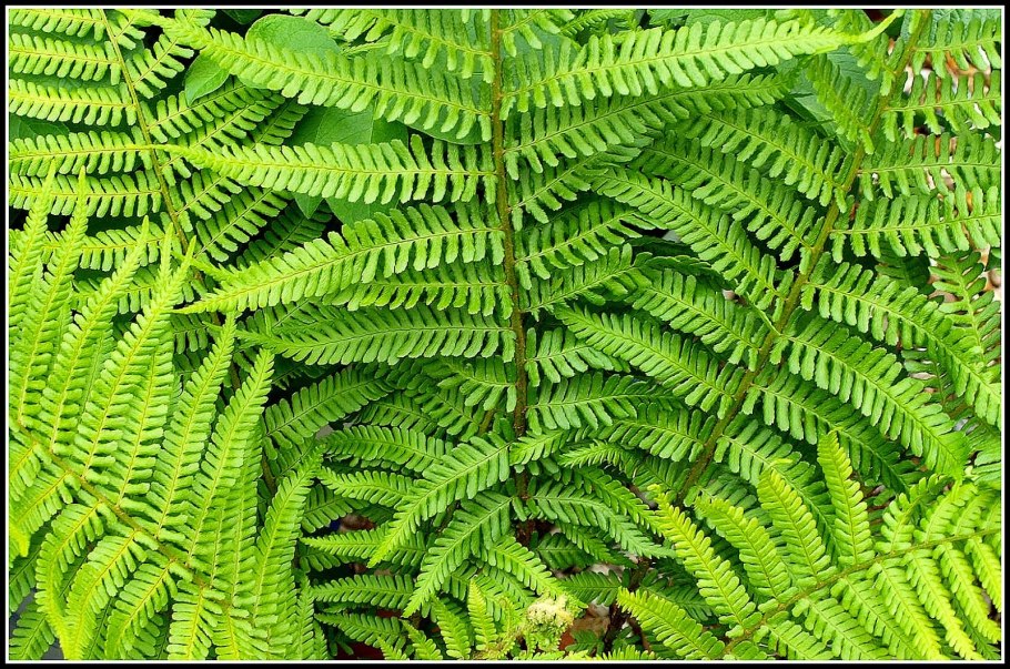 Кочедыжник почва кислотность