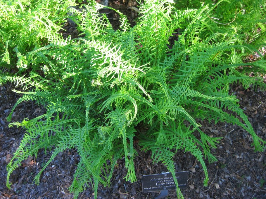 Кочедыжник Athyrium nipponicum Metallicum