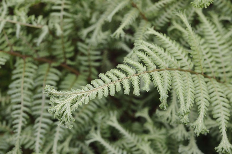 Папоротник Athyrium vidalii