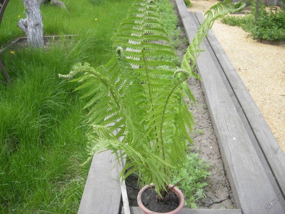 Athyrium Ghost