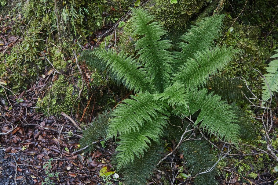 Папоротник кочедыжник