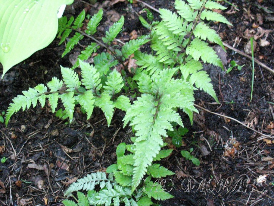 Кочедыжник Athyrium “victoriae”