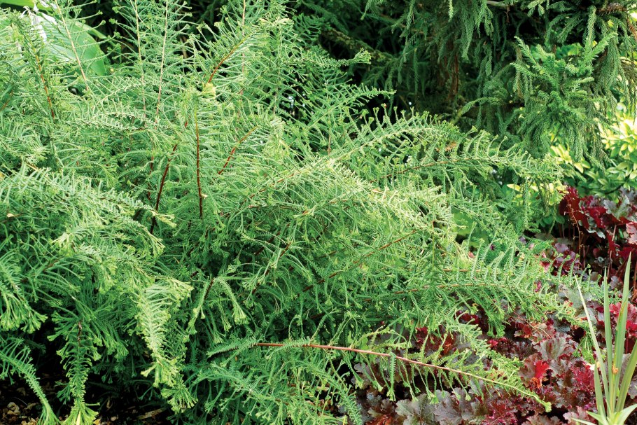 Athyrium filix-Femina 'Rotstiel кочедыжник женский grandiceps