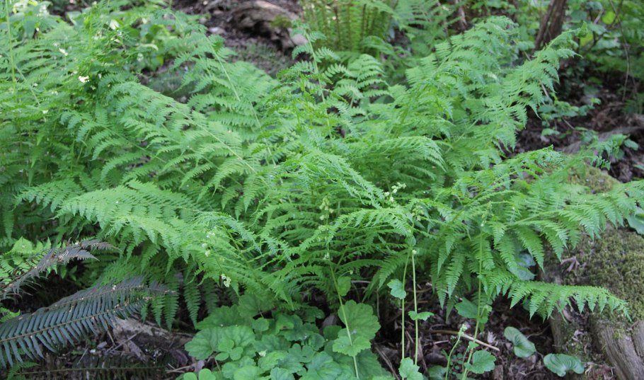 Athyrium кочедыжник Oceans