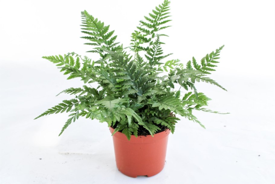 Вудсия Альпийская (Woodsia Alpina)