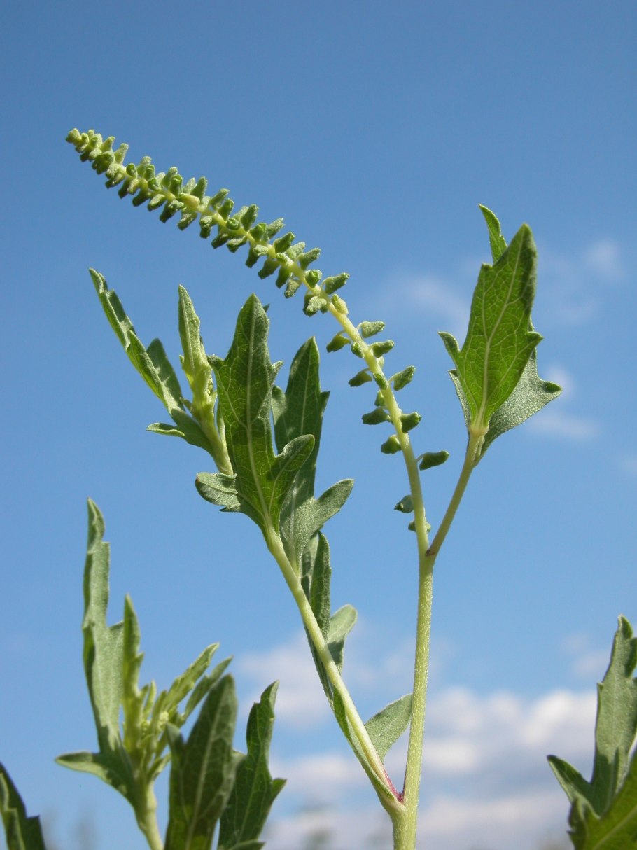 Амброзия голометельчатая