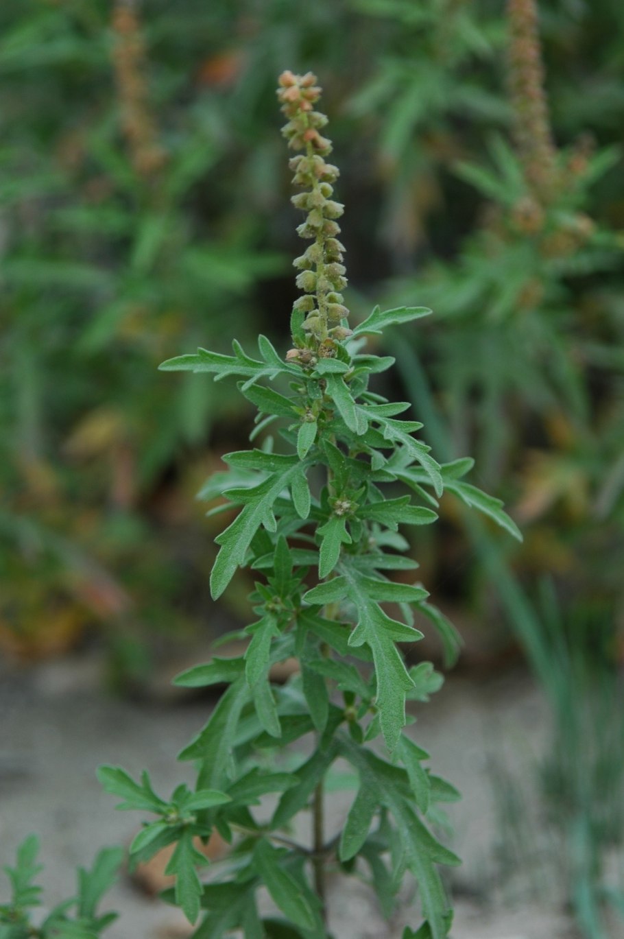 Амброзия широколистная