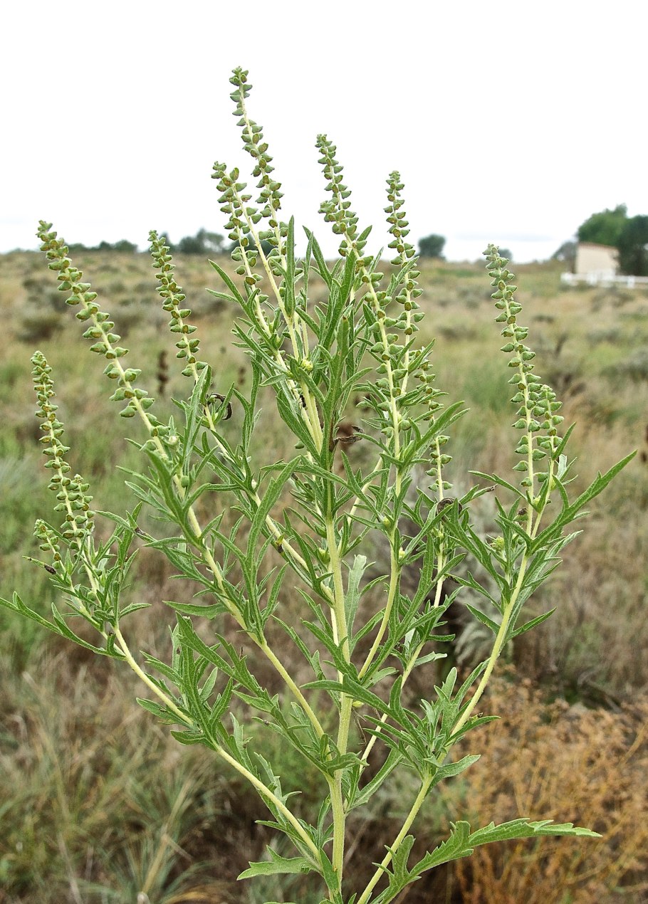 Амброзия голоколосая