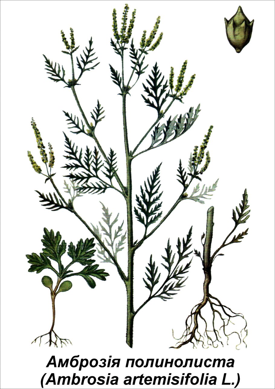 Амброзия Огородная