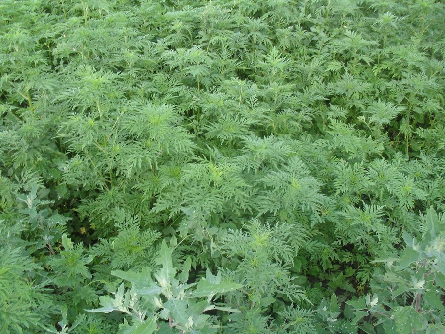 Сорняк амброзия полыннолистная