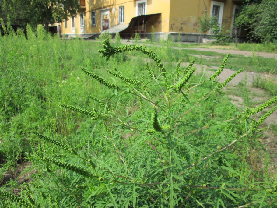 Золотая розга (золотарник)