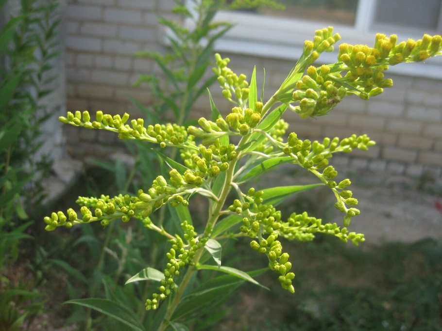 Амброзия желтая