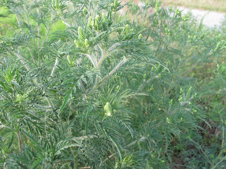 Амброзия метельчатая