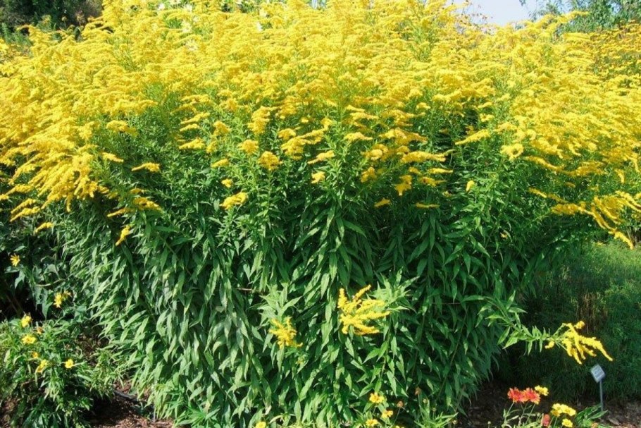 Амброзия метельчатая