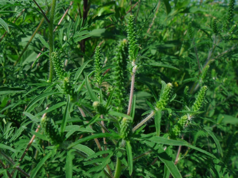 Амброзия высокая полыннолистная