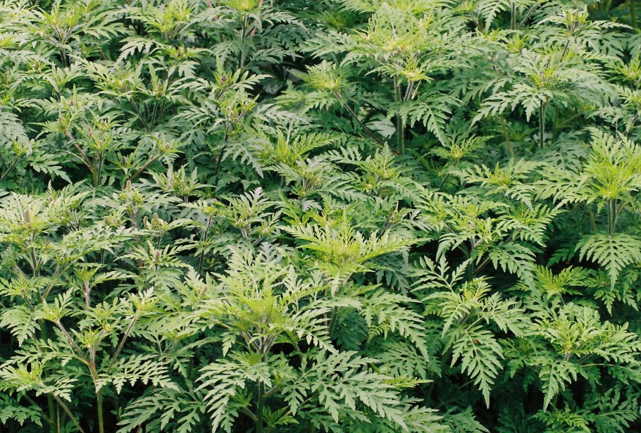 Золотарник солидаго