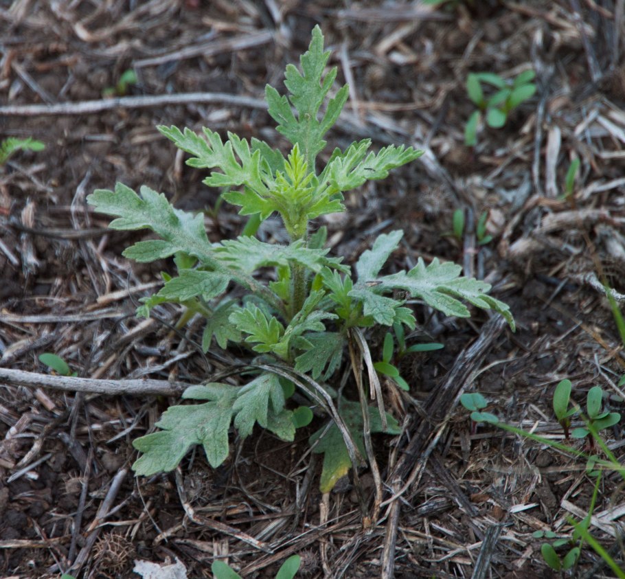 Амброзия полыннолистная всходы