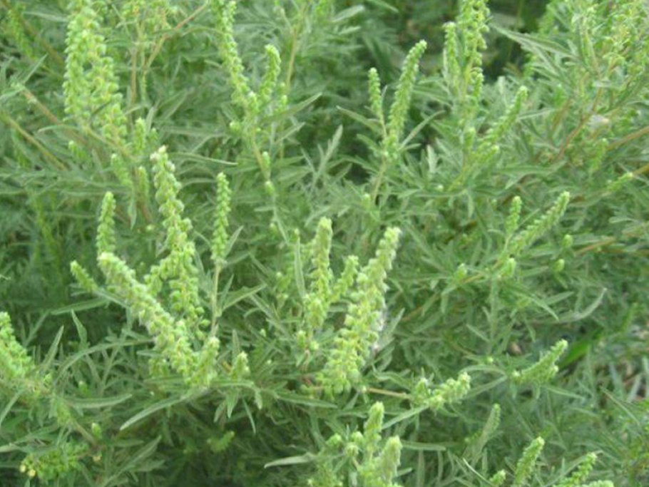 Томат амброзия