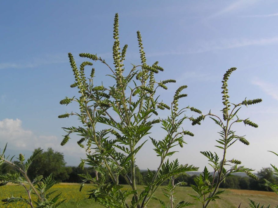 Носковая амброзия