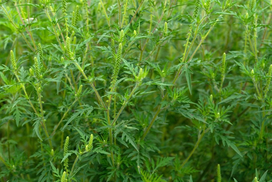 Амброзия метельчатая