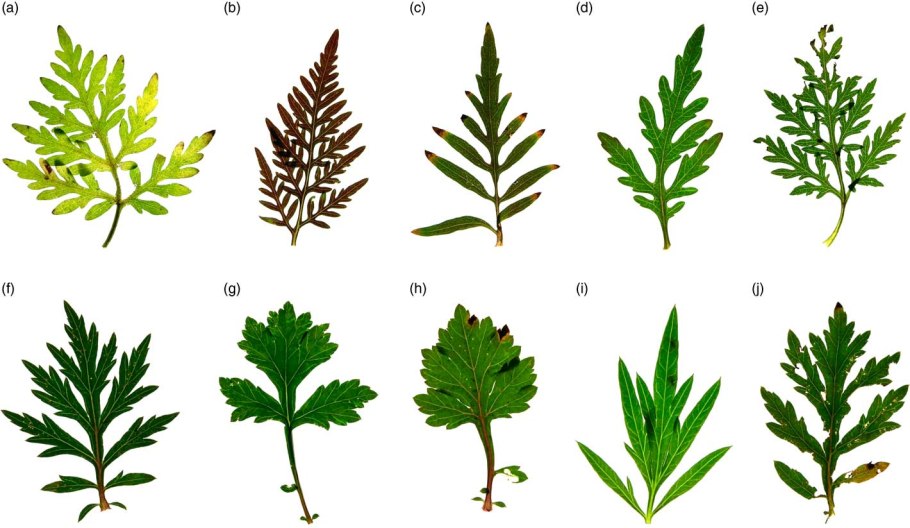 Амброзия 2000 предусилитель