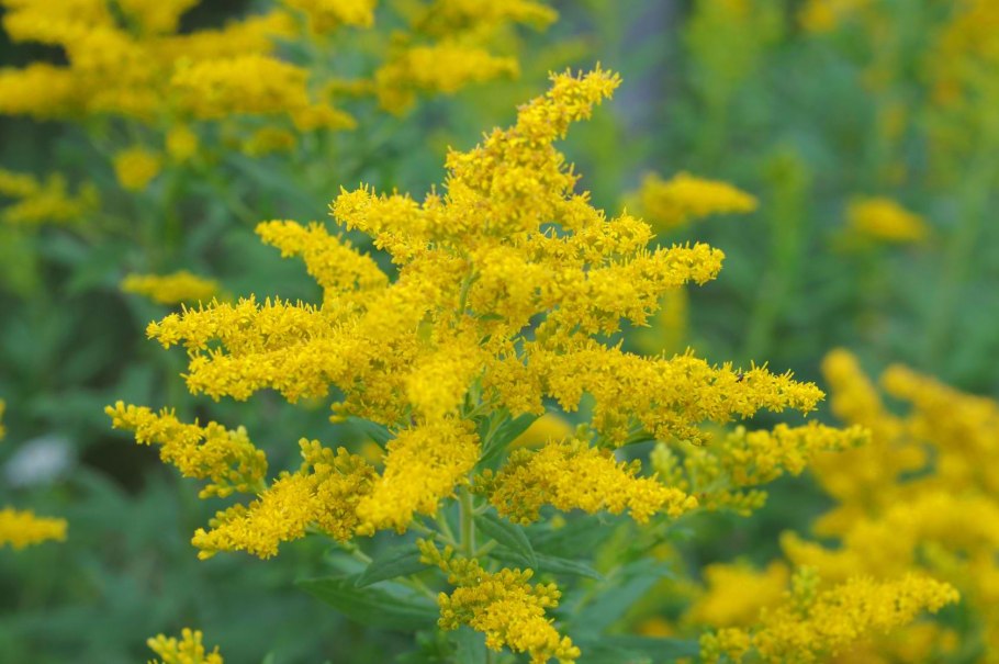 Золотарник обыкновенный (Solidago virgaurea