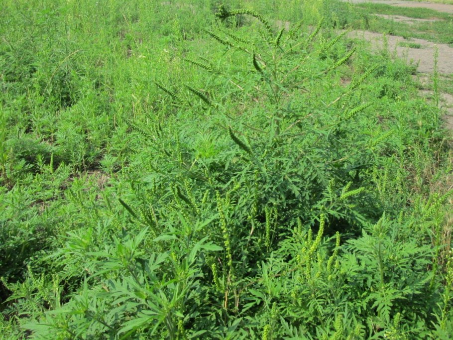 Золотая розга (золотарник)