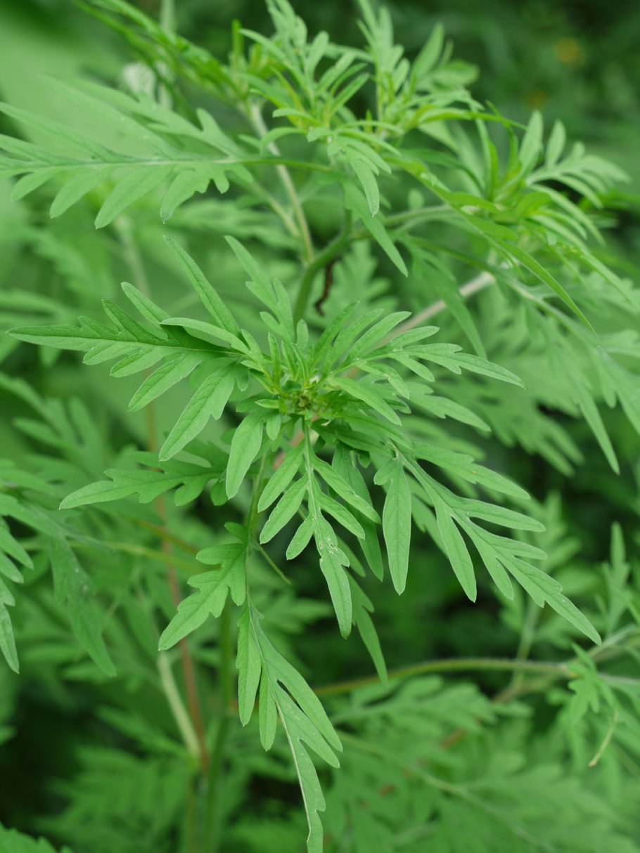 Амброзия Астраханская