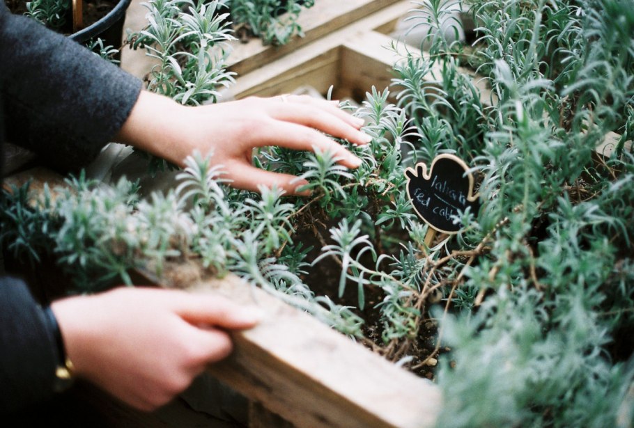 Лекарственные травы Эстетика