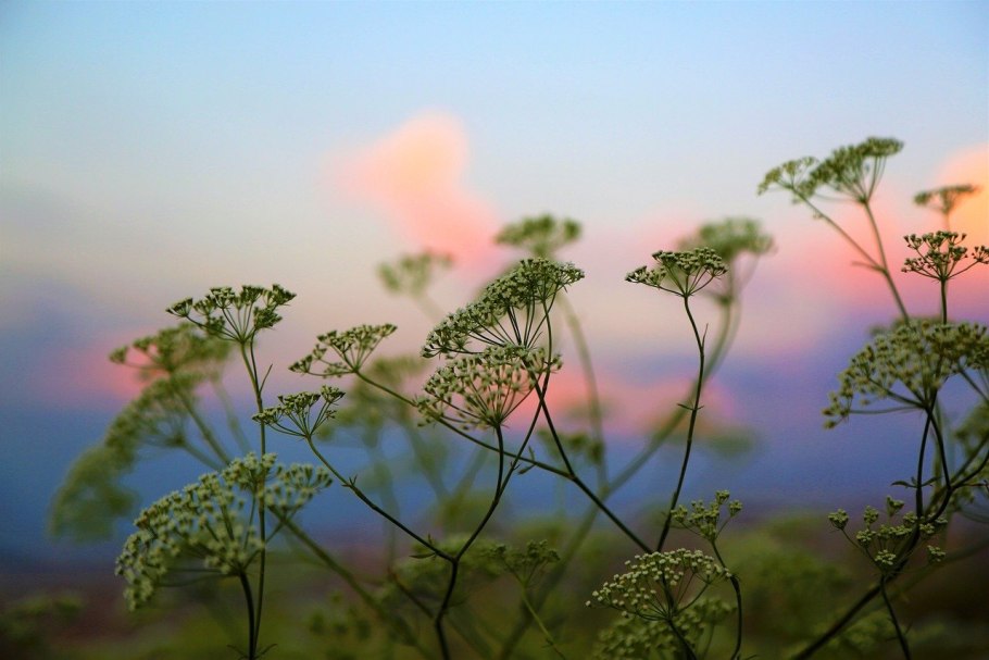 Лесная ведьма травница Эстетика