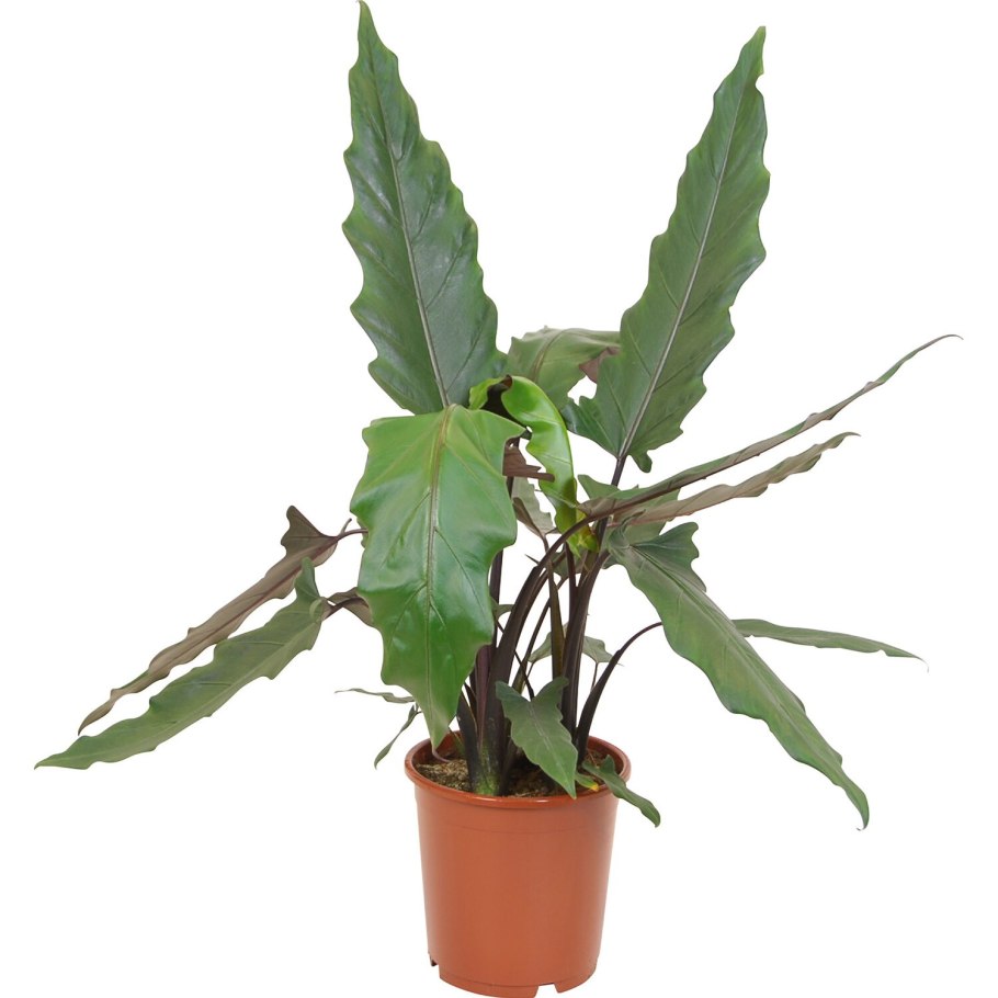 Alocasia lauterbachiana/алоказия Лаутербахиана