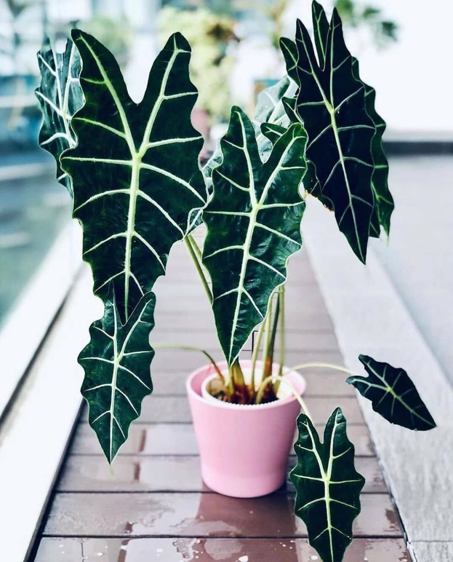 Alocasia macrorrhiza Green giant Taro