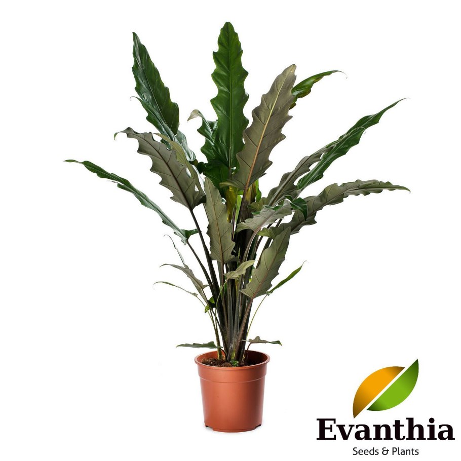 Алоказия Лаутербаха